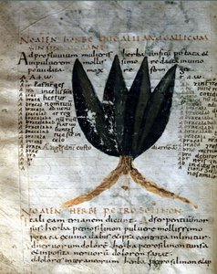 Page of the manuscript of Apuleius, 