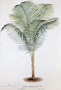 Palm Cocos Weddelliana (Brazil) - Botanical board
