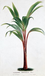 Palm Hyophorbe Amaricaulis (Mauritius) - Botanical board