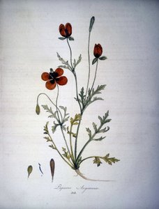 Papaver Argemone (Flower and Plant of Poppy Argemone). 19th Century Herbarium by Unknown artist