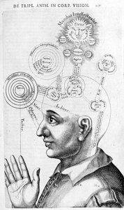Physiognomy Image (Phrenology) from Collectio Operum by Robert Fludd (Robertus de Fluctibus). London 1617
