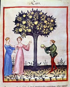Picking Cedrat, Fruit of Cedratier. Illumination from the Tacuinum Sanitatis by Unknown artist