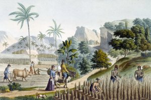 Pilling and planting rice on Guam Island (Micronesia)