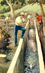 Plunge Dipping Sheep in New Zealand, c.1935