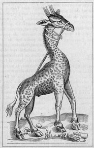 Portrait of a giraffe (After Pierre Belon) by Unknown artist