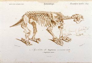 Prehistory: skeleton of megatherium (terrestrial lazy of the elephant family) fossil mammalian. Plate of paleontology taken from 