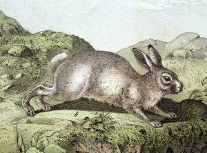 Rabbit - in 