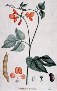 Red Bean, Botanical Board