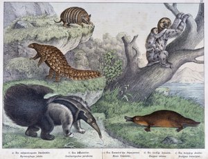 Rodent: Armadillo, Sloth, Anteater - in 