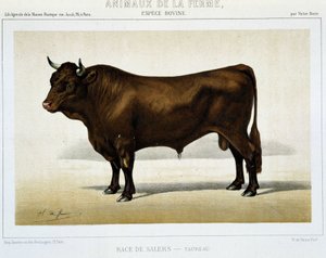 Salers Breed Taurus - in “Farm Animals” by Unknown artist