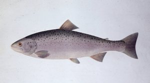 Salmon trout - Natural history board by Unknown artist