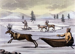Sami people: indigenous people living in the lands of the northern countries (Norway, Finland, Sweden and Russia) move by reindeer toboggan or by skis. Engraving of the 19th century by Unknown artist