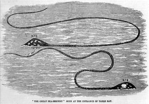 Sea snake seen in 1850 at the entrance of Table Bay in South Africa. The shape of the animal