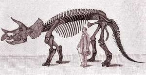 Skeleton of a Triceratops Prorsus