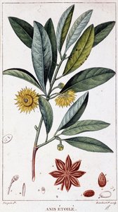 Star anise - botanical board by Unknown artist