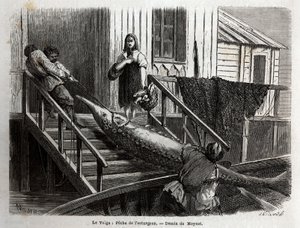 Sturgeon fishing at the mouth of the Volga River. Engraving to illustrate the voyage on the Volga by M. Moynet, in 1864, in 