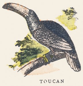 T: toucan by Unknown artist