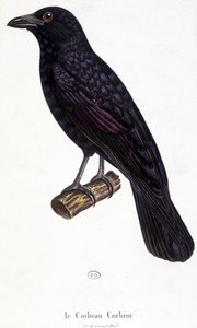 The Corbine Raven - natural history board