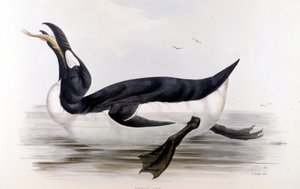 The Giant Penguin (Alca Impennis) - in The birds of Europe by John Gould, London by Unknown artist