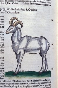 The Ibex - in Historia Animalium by Conrad Gesner, Tiguri