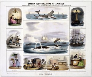 The Whale, c. 1845