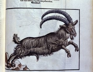 The Capricorn after Historiae Animalium by Konrad Gesner, Tiguri