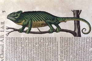 The chameleon after Historiae animalium by Konrad Gesner, Tiguri by Unknown artist