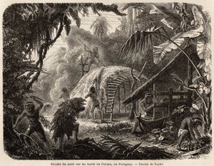 The collection of matte on the banks of the Parana, the infusion of this aromatic leaf is the usual South American drink, drawing by Fuchs, to illustrate the journey to Paraguay, from 1844 to 1847, by Dr. Alfred Demersay. Engraving in Le tour du monde by Unknown artist