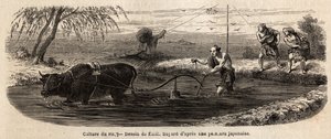 The Cultivation of Rice: First Stage