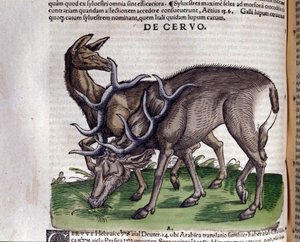 The deer after 