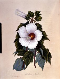 The hibiscus. Botanical board. by Unknown artist