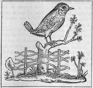 The king (After Pierre Belon) by Unknown artist