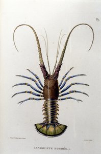 The lobster. 19th century by Unknown artist