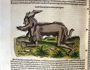 The manticore from the Historia Animalium by Conrad Gesner, Tiguri 1560. Biblioteca nazionale Braidense. Milan