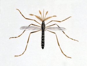 The mosquito. Natural history board. 19th century