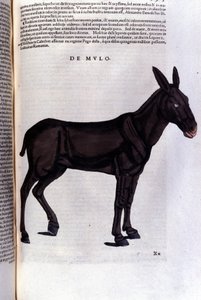 The Mullet after Historiae Animalium by Konrad Gesner