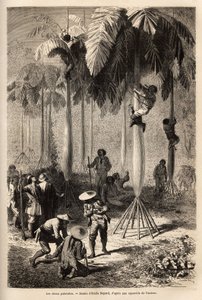 The palmist cabbages; after being robbed by Indians, the expedition uses local techniques to collect food. Engraving illustrating a voyage by Unknown artist