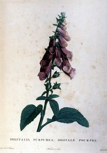 The purple digital. 19th century herbarium.