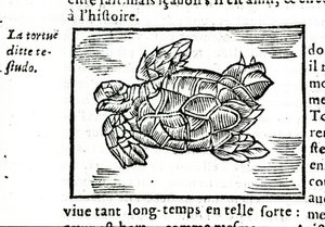 The Sea Turtle, After the Treatise of Gerolamo Cardano 
