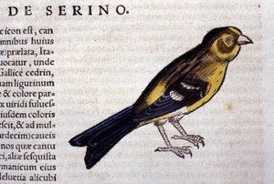 The Serin after Historiae Animalium by Konrad Gesner, Tiguri by Unknown artist