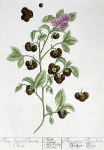 The tea plant Frutex Bontii - botanical board