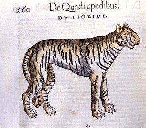The Tiger - in Historia Animalium by Conrad Gesner (1516 - 1565), Tiguri by Unknown artist
