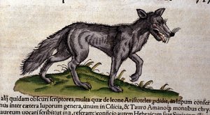 The wolf after the Historia Animalium by Conrad Gesner, Tiguri 1560. Biblioteca nazionale Braidense. Milan