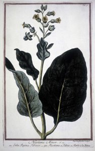 Tobacco Leaf and Flower (Nicotiana Minor) in a 19th Century Herbarium by Unknown artist