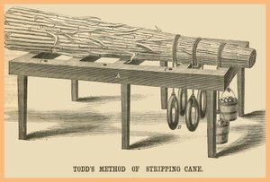 Todds Method of Stripping Cane by Unknown Artist