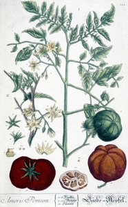 Tomato, Botanical Board by Unknown artist