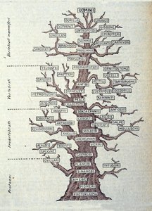 Tree of Evolution or illustrated board representing the classification of the animal kingdom