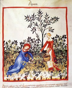Two women are picking parsley. Illumination from 