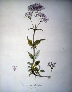 Valeriana Mauve or Valeriana Tripteris. 19th Century Herbarium by Unknown artist