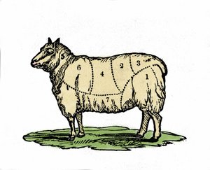 Various pieces of sheep butcher. Late 19th century illustration. by Unknown artist